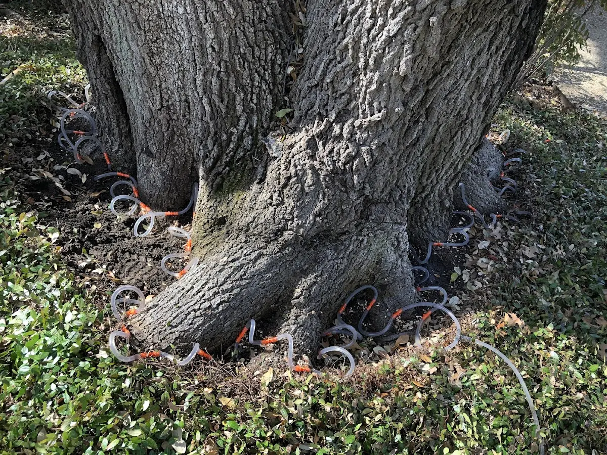 Detailed Tree Cabling and Bracing job site in Stephenville