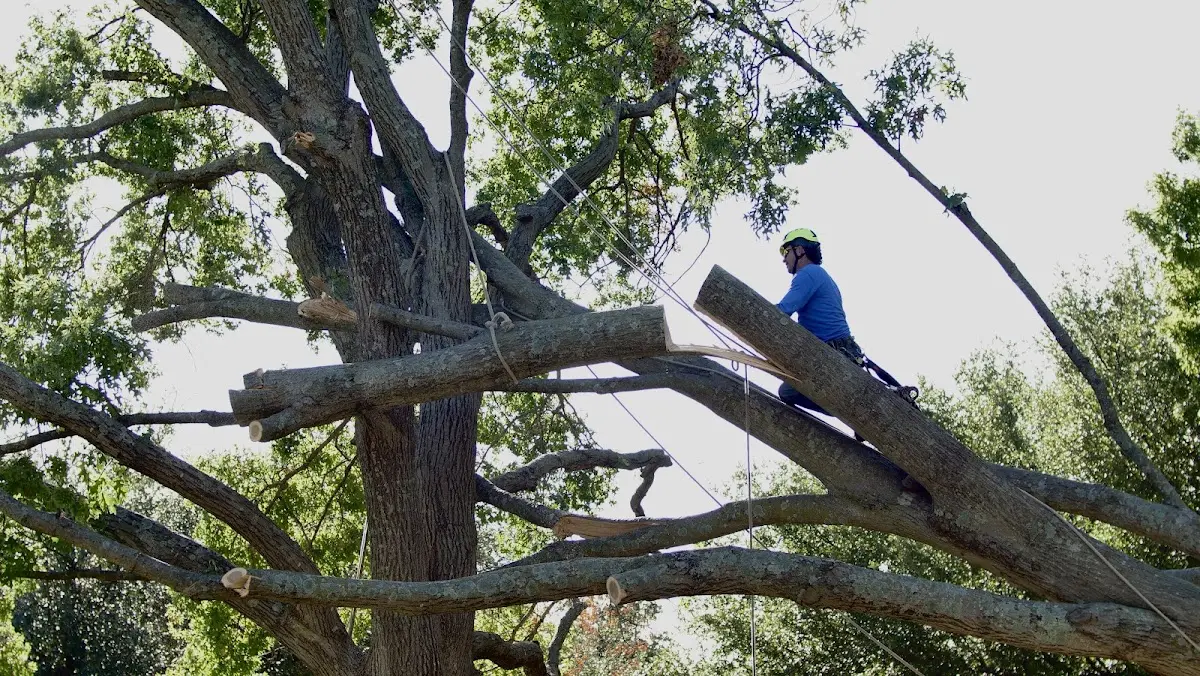 Professional Hazardous Tree Removal performed by certified arborists in Stephenville